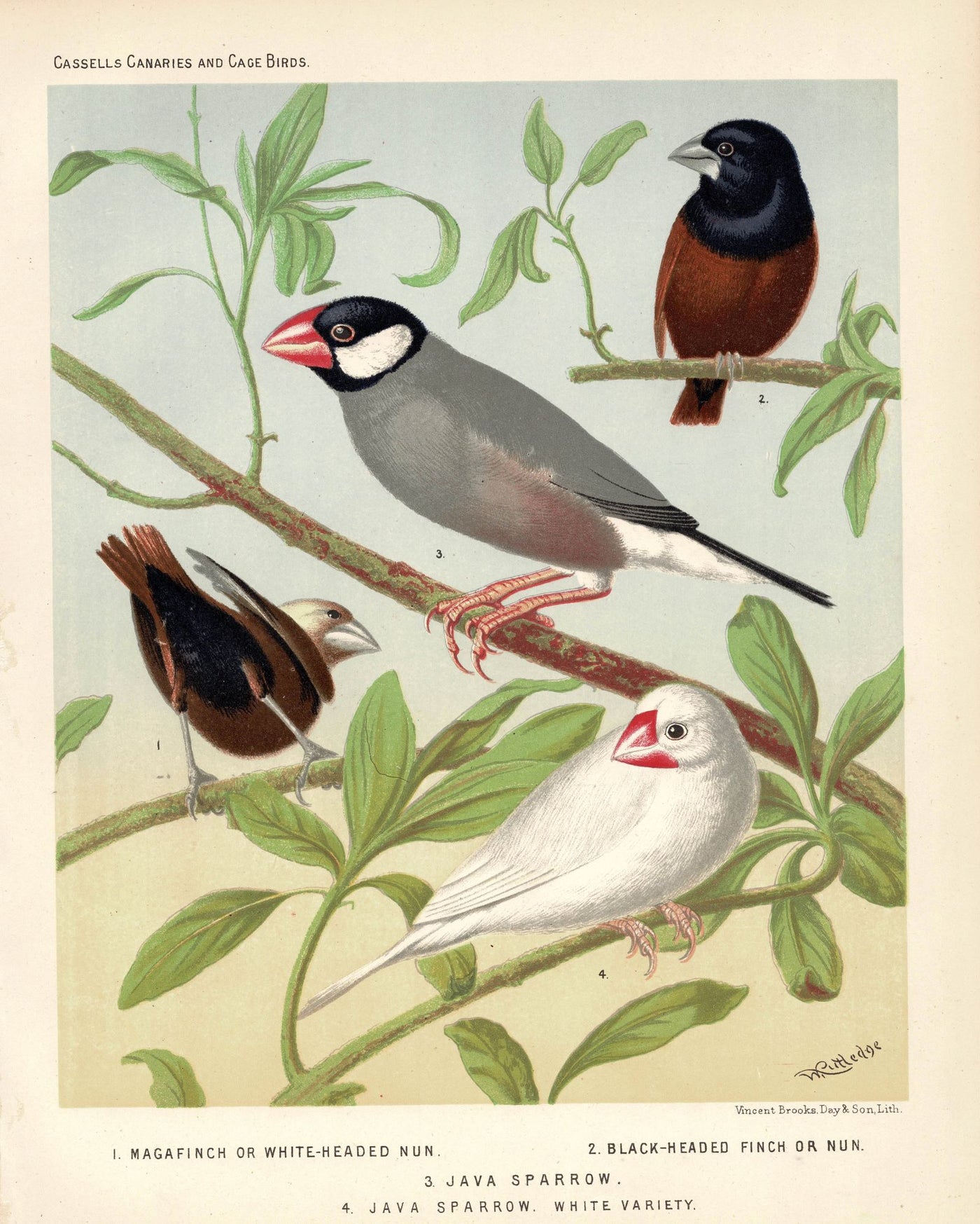 Magafinch and Java Sparrow antique print published 1878