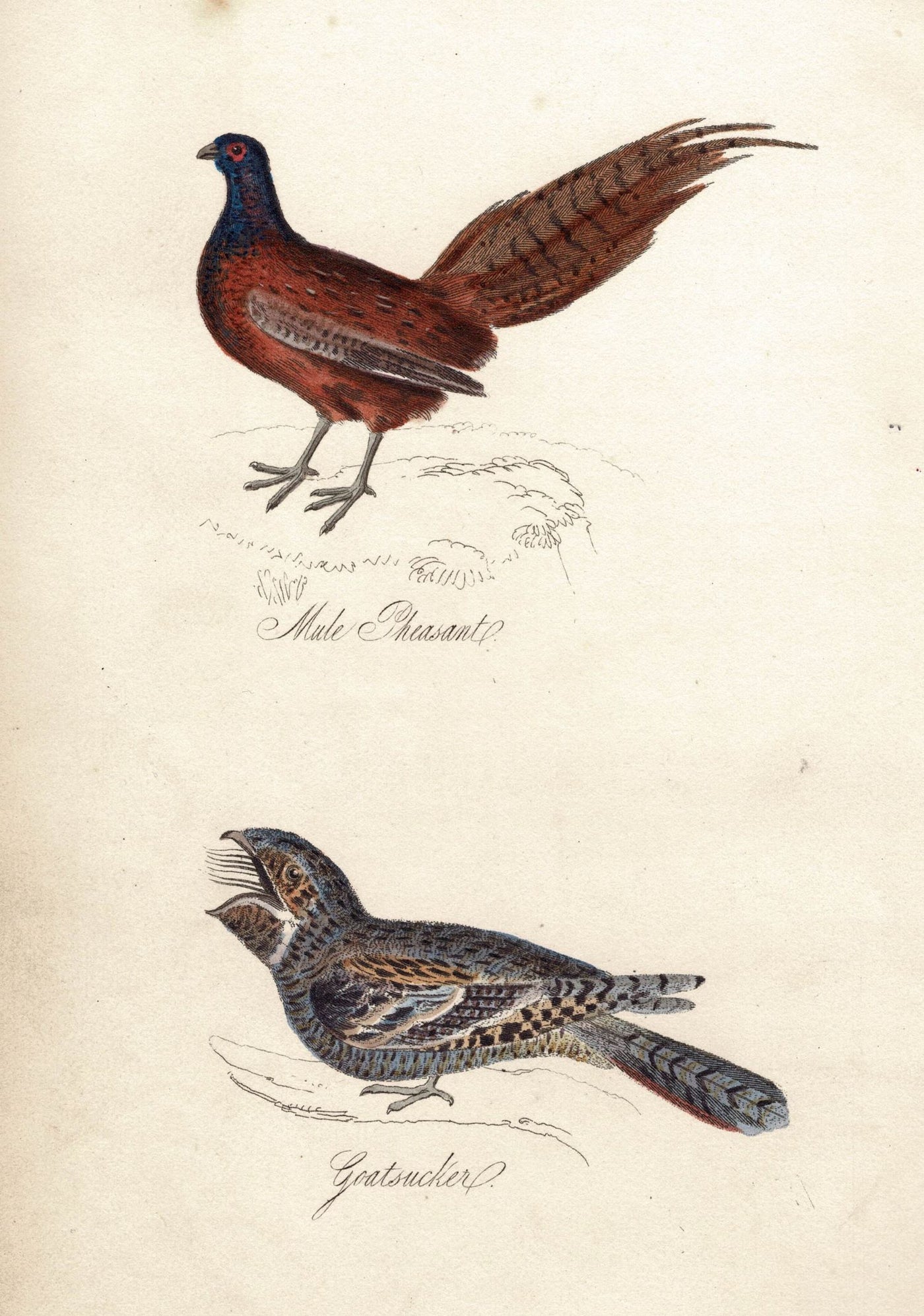 Mule Pheasant and goatsucker antique print published in 1834