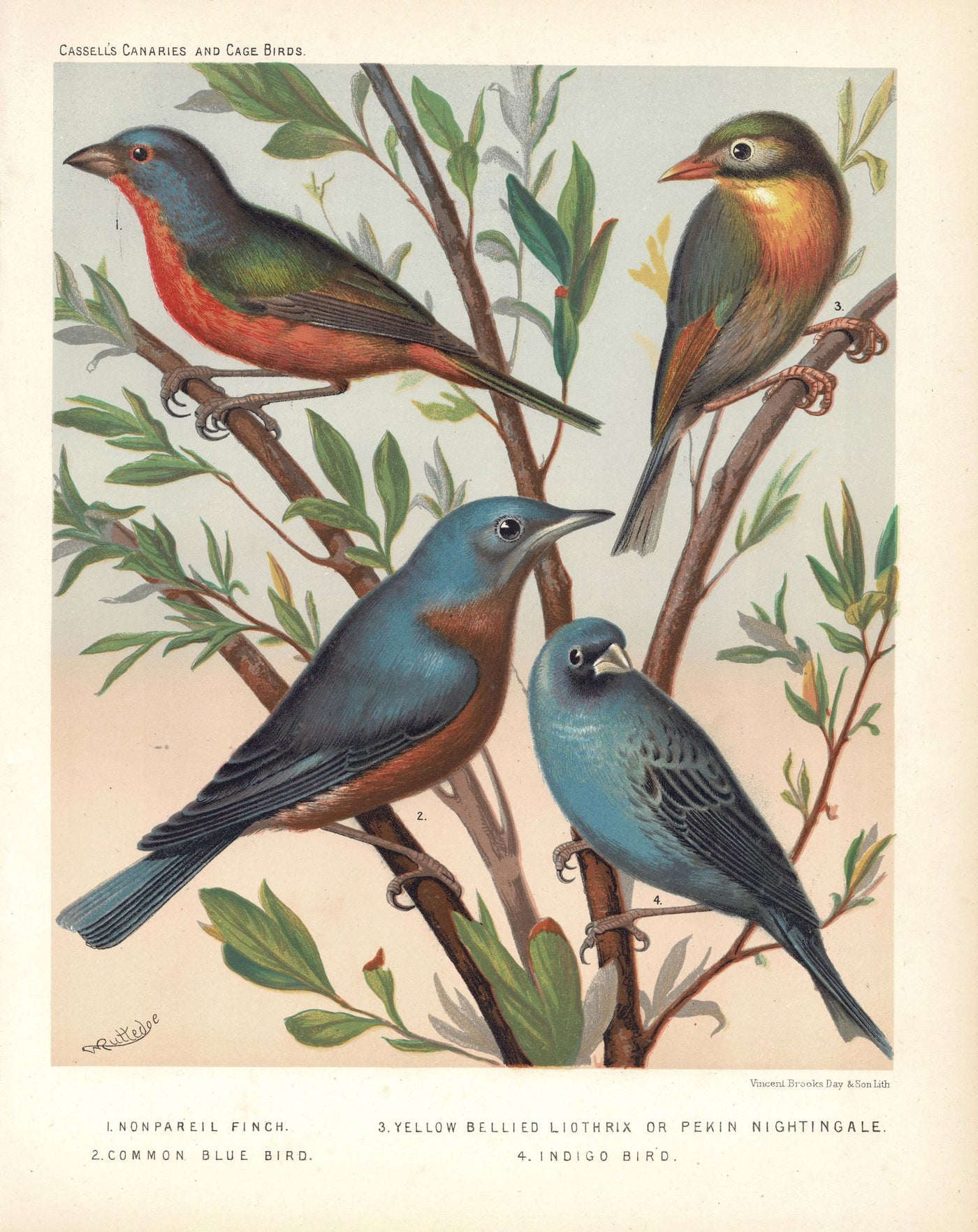 Birds from '...Canaries and cagebirds.' antique print published 1878