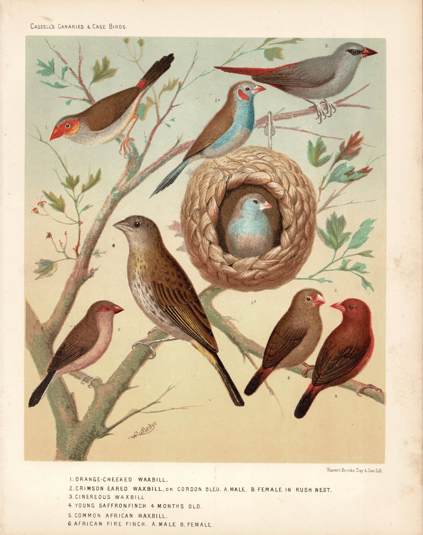 African Waxbills & Finches antique print published 1878