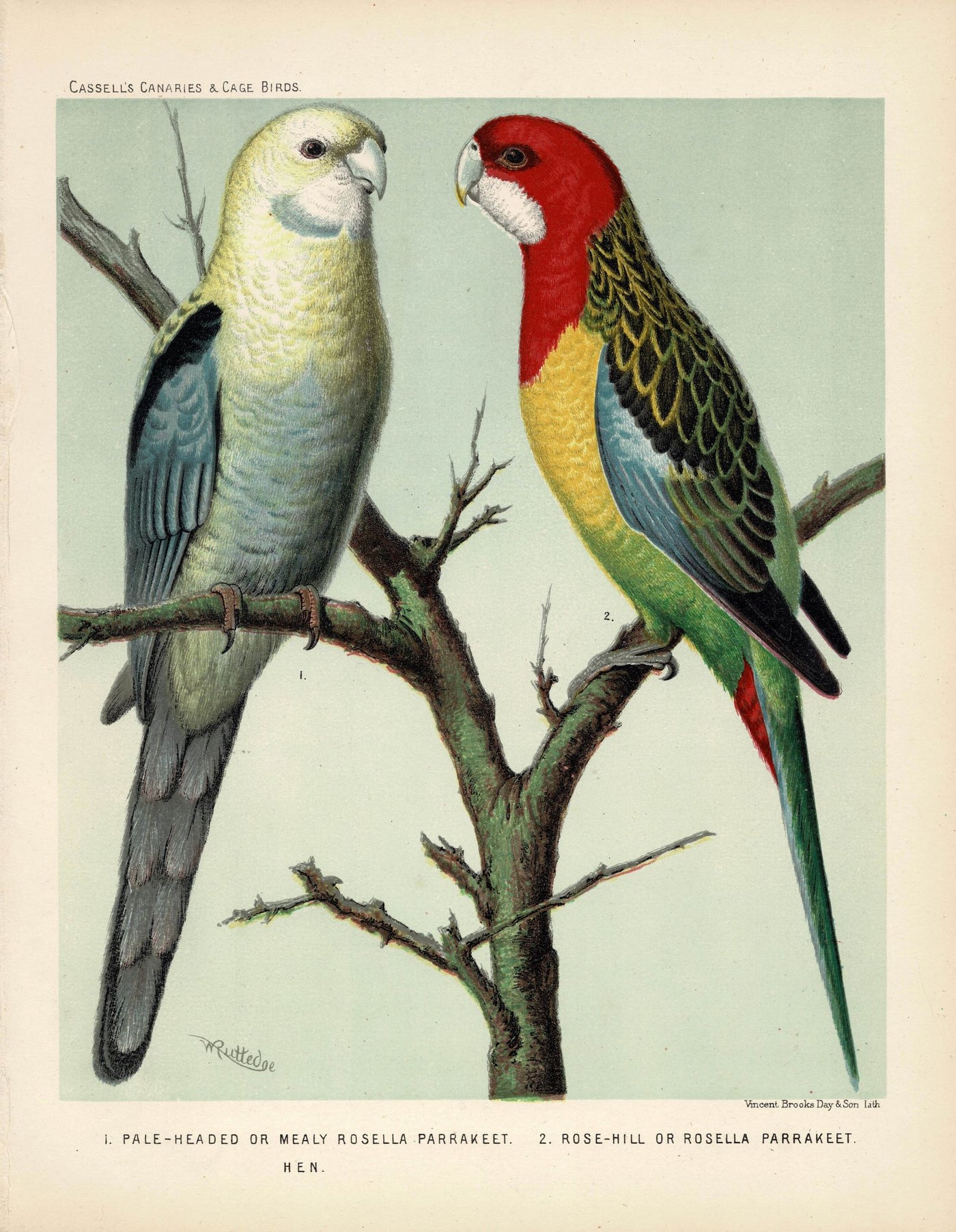 Parrakeets from Cassell's 'Canaries and  Cage-birds' published 1878