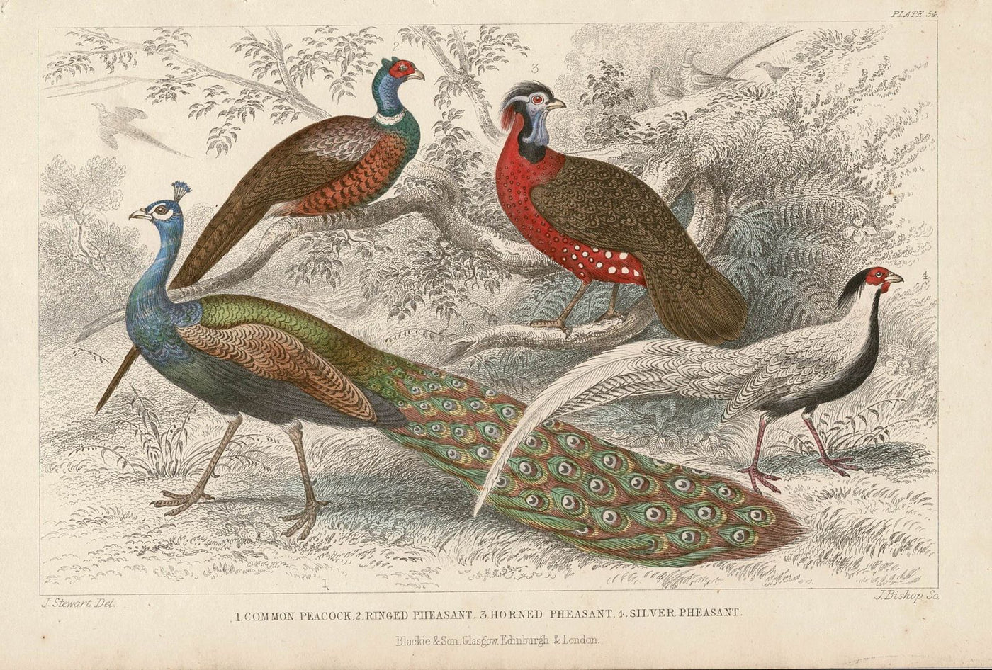 Pheasants and Peacocks antique print published 1862