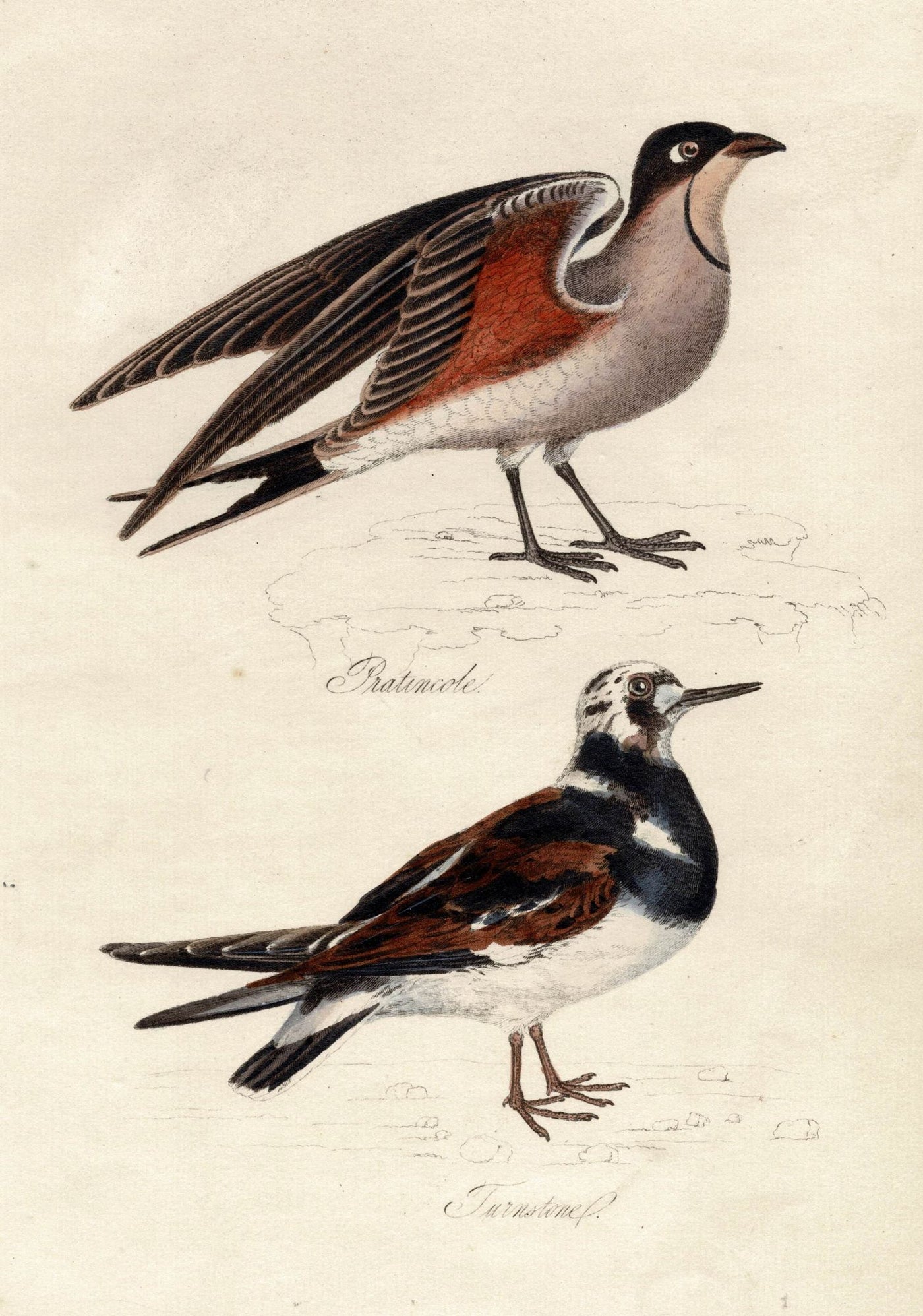 Pratincole & Turnstone bird print guaranteed original antique 1834