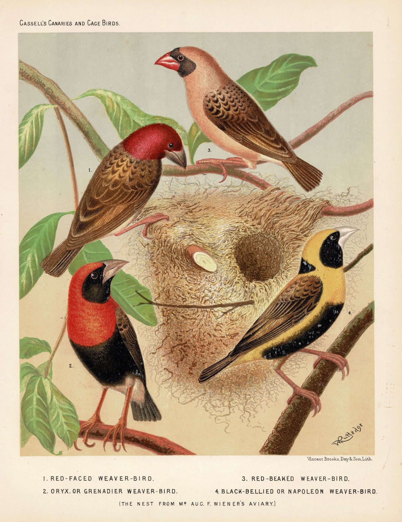 Weaver Birds antique print published 1878