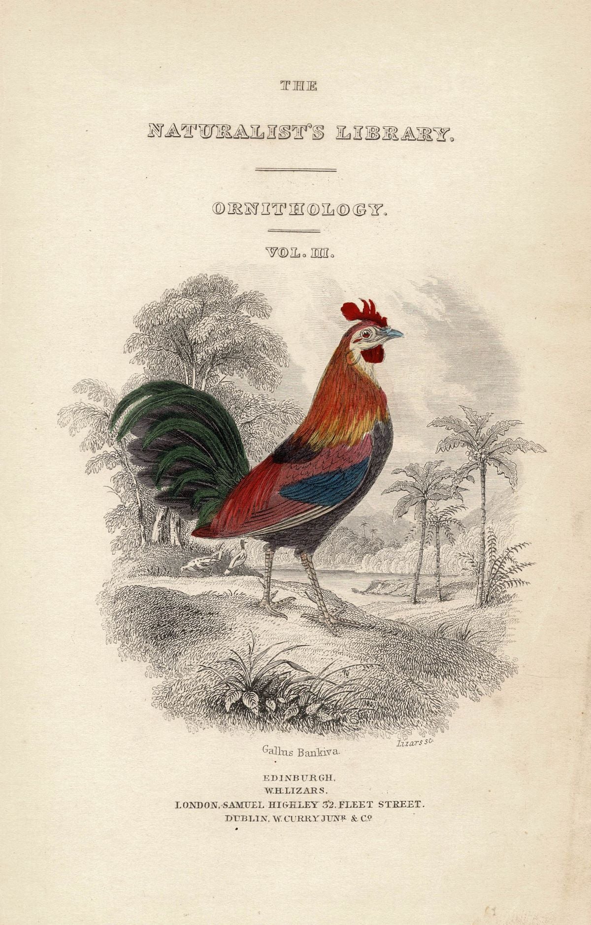 Red Junglefowl antique print published 1836
