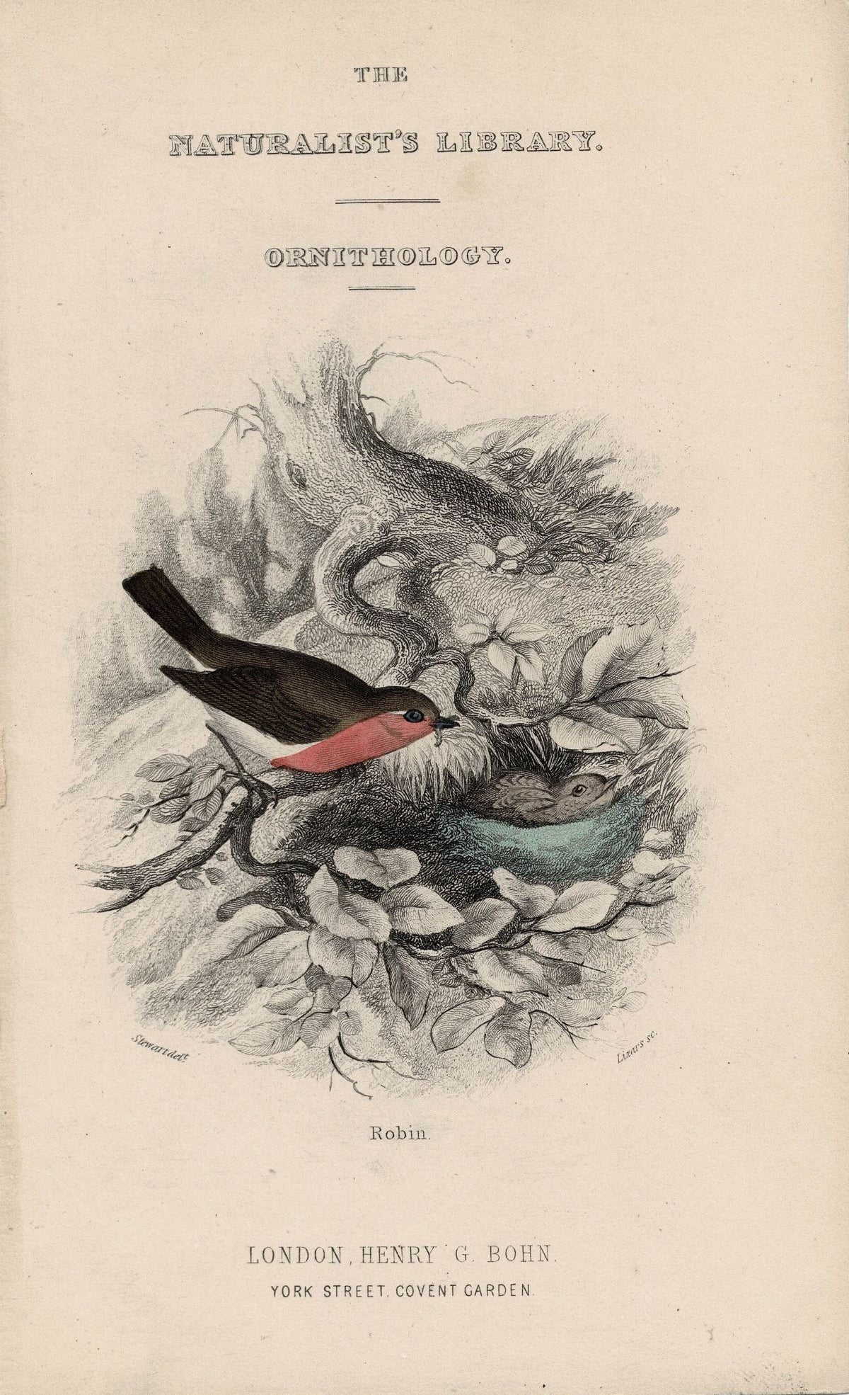Robin, Antique Print, 1866