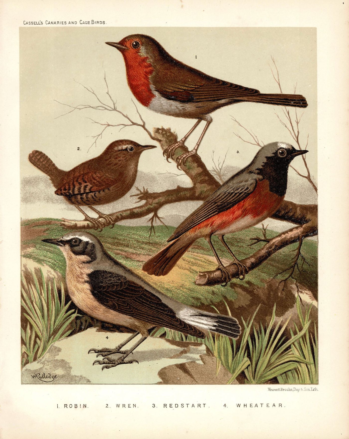 Robin, Wren ,Redstart & Wheatear British songbirds antique print 1878