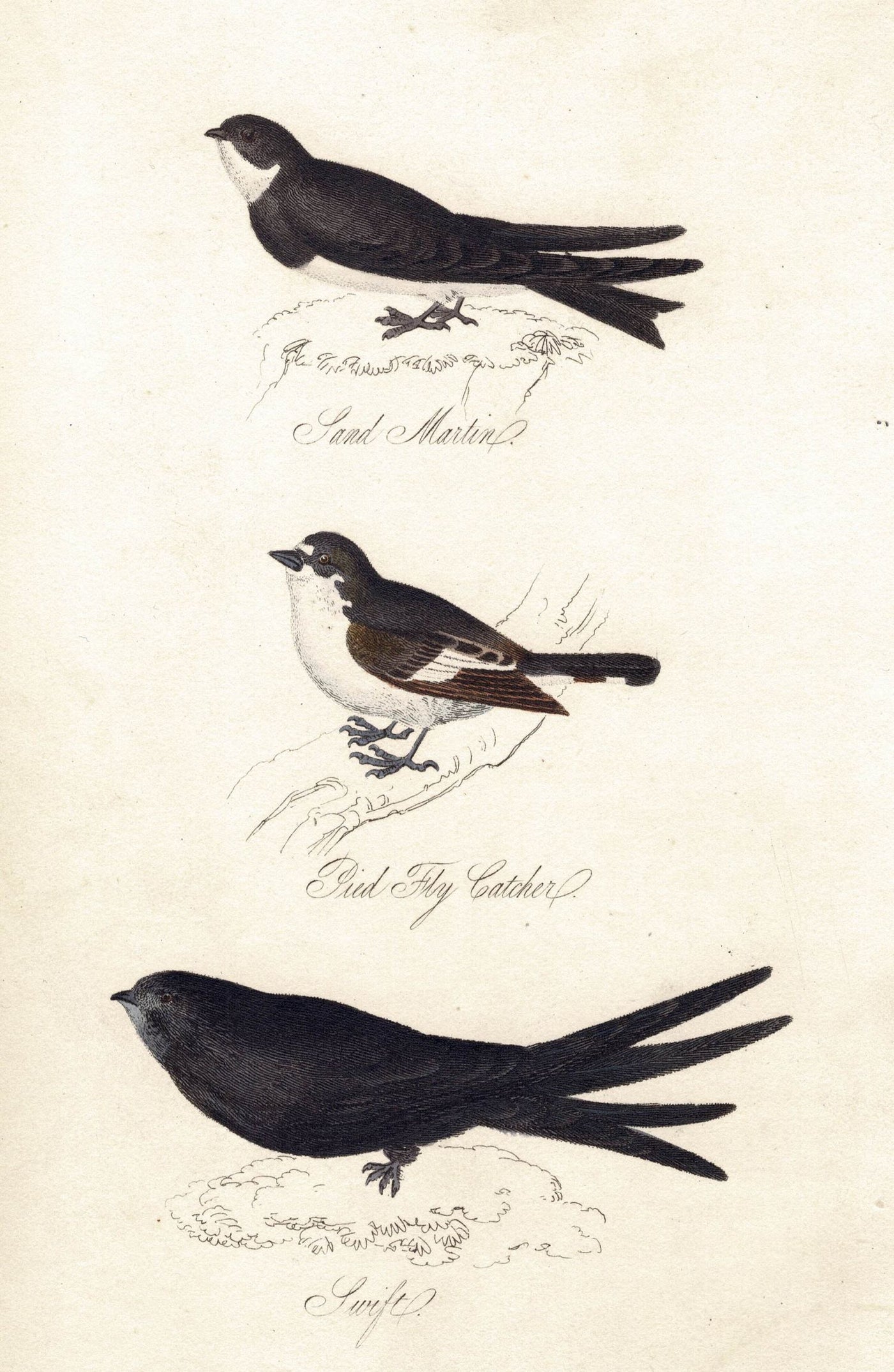 Sand Martin, Pied Fly Catcher, Swift birds antique print published 1834