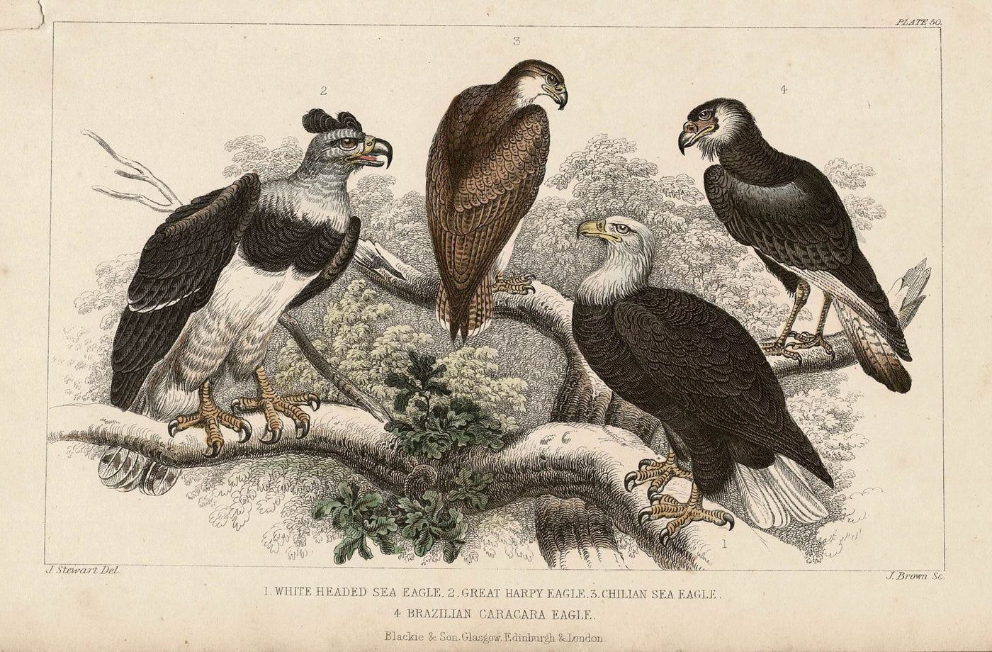 Sea Eagles antique print published 1862
