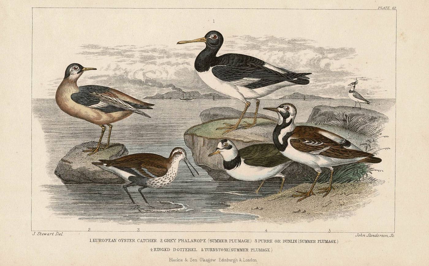 Seabirds antique print published 1862