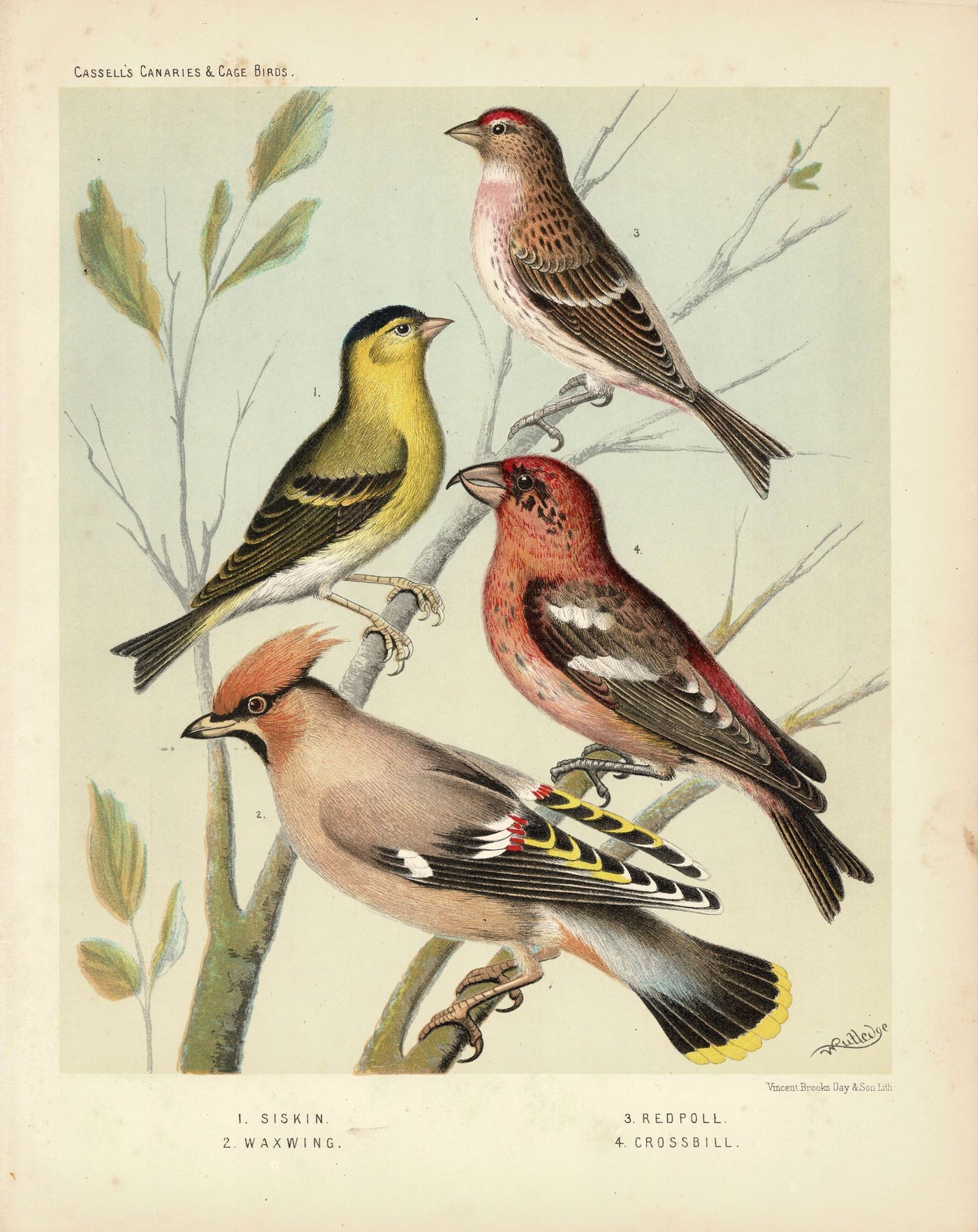 Cage-birds Crossbill Siskin Waxwing and Redpoll antique print 1878