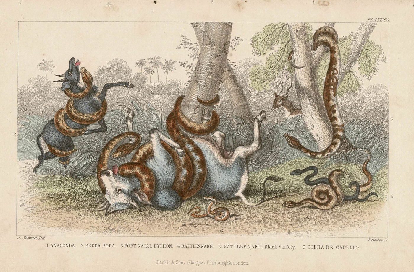 Snakes antique print published 1862