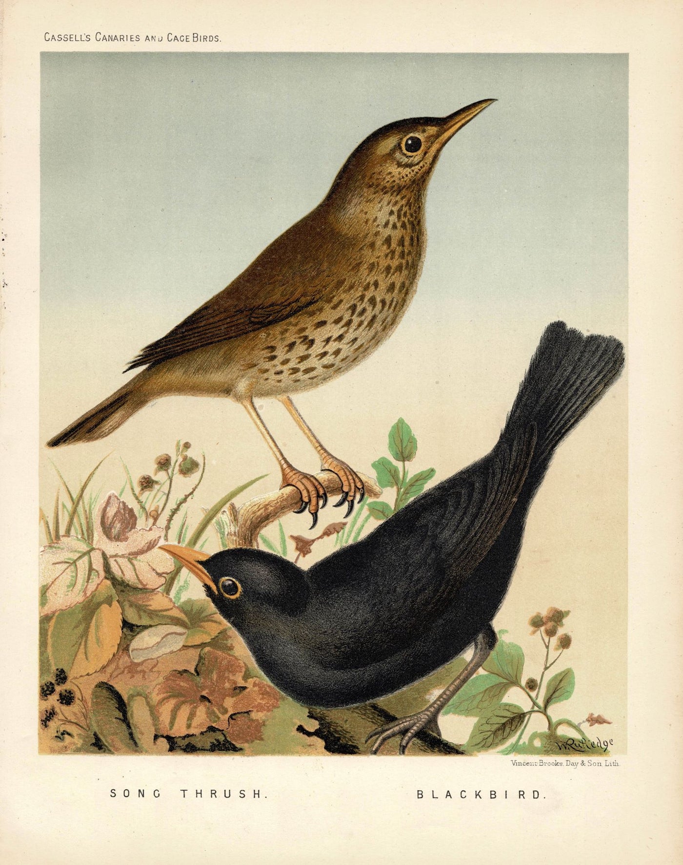 Blackbird & Song Thrush British songbirds antique print 1878