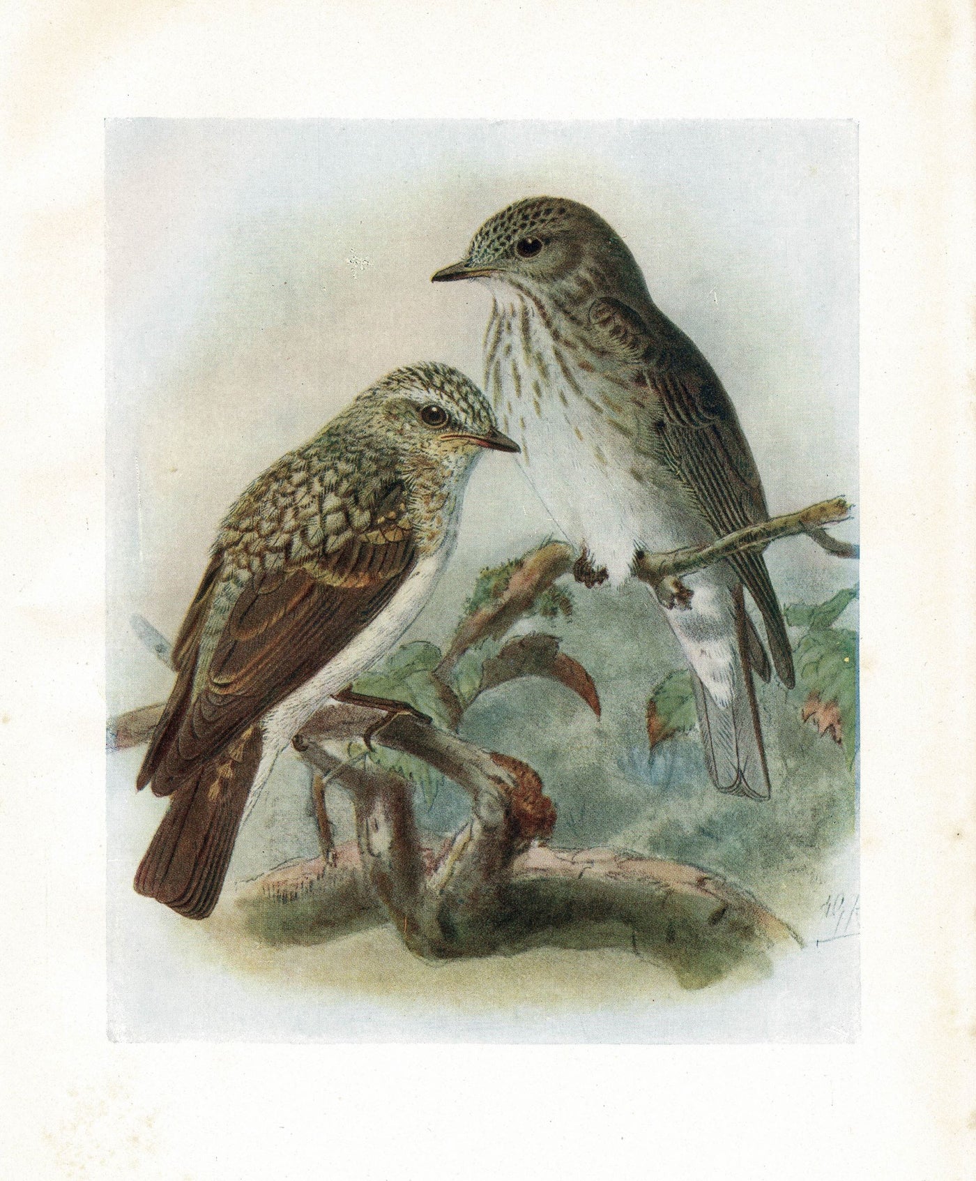 spotted flycatcher antique print published 1907