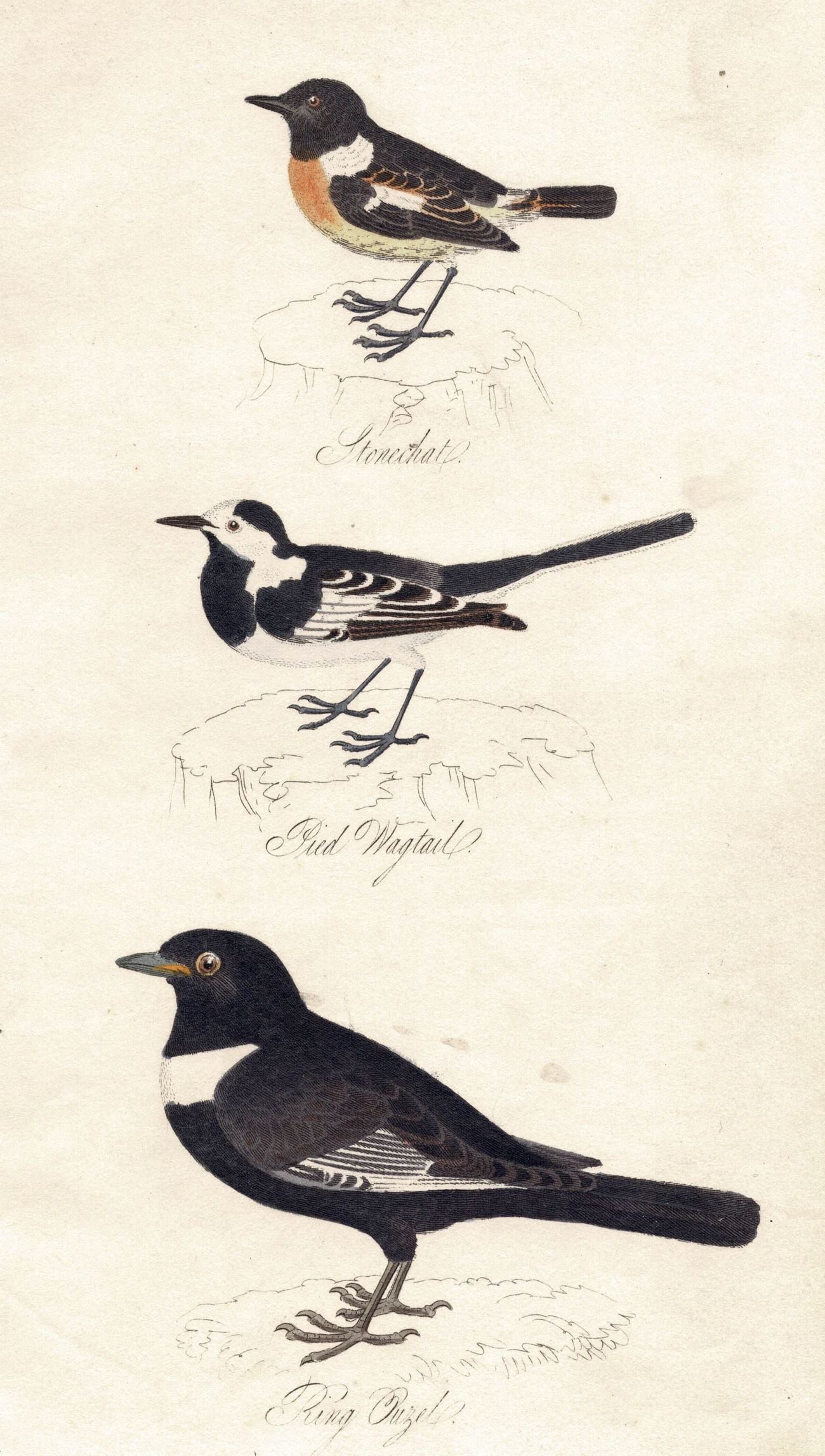 Stonechat, Pied Wagtail, King Ouzel guaranteed antique print 1834