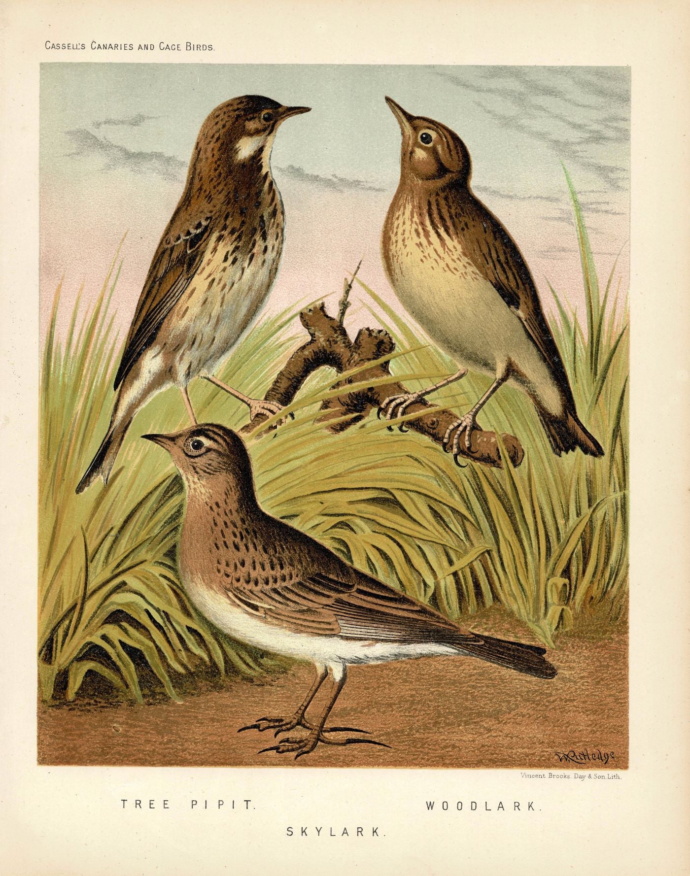 Tree Pipit, Skylark and Woodlark British birds antique print 1878
