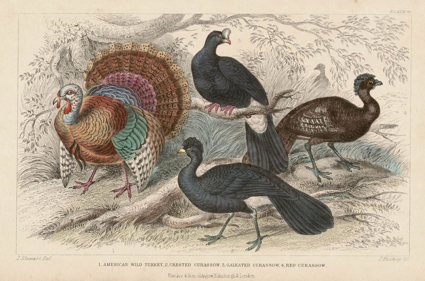 Turkeys and Curassows antique print published 1862