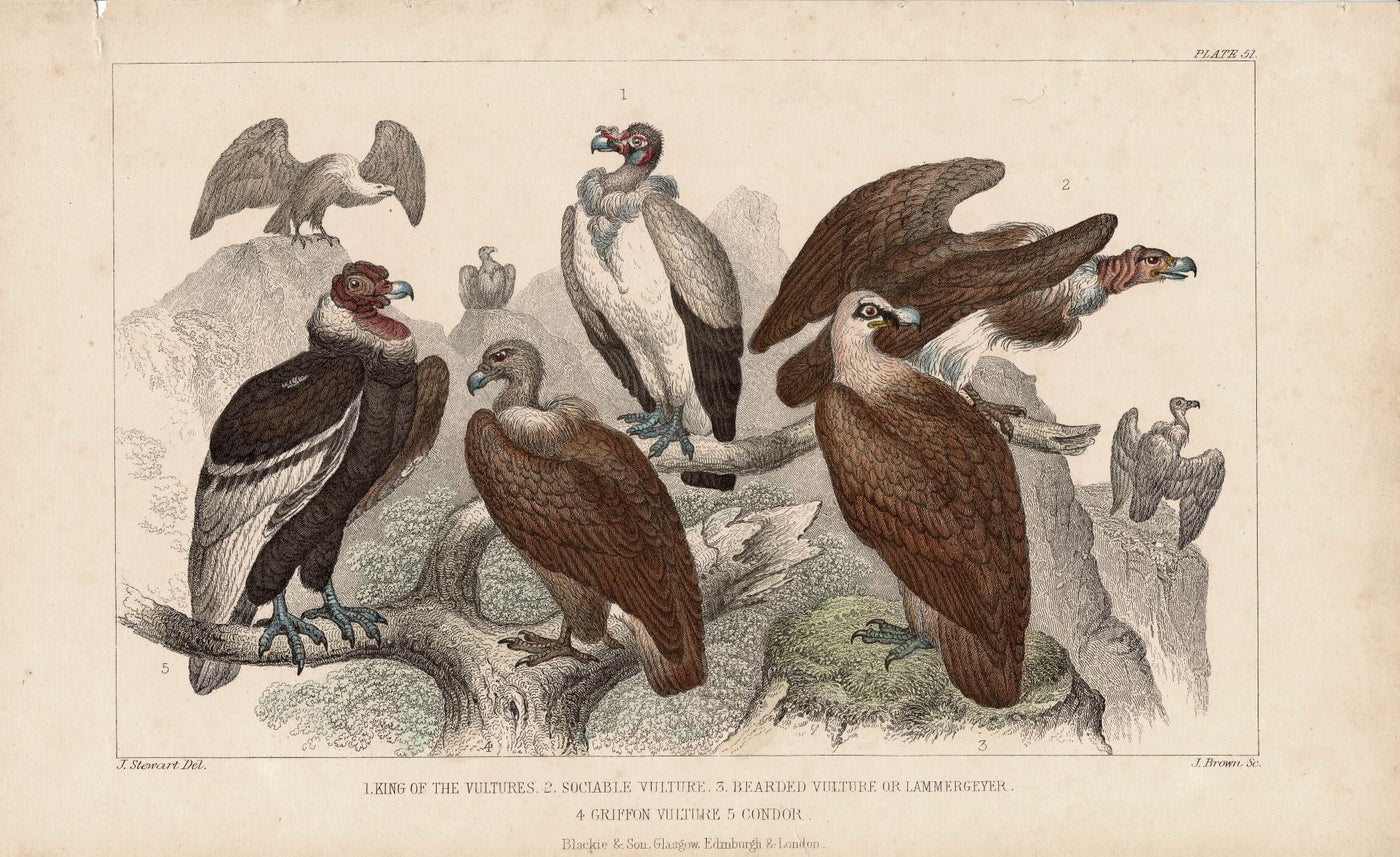 Vultures antique print published 1862