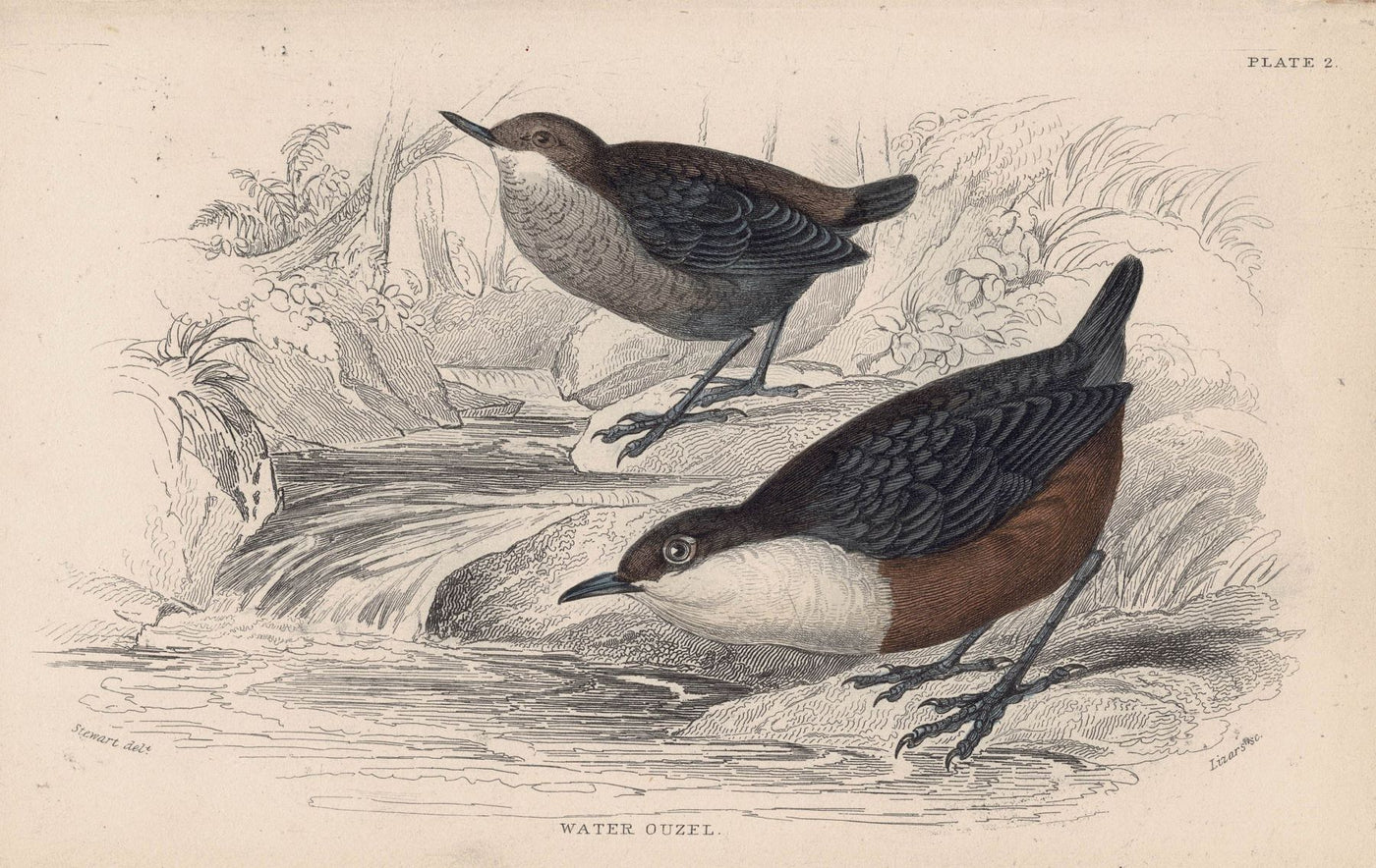 Water Ouzel or White throated Dipper antique print  1866