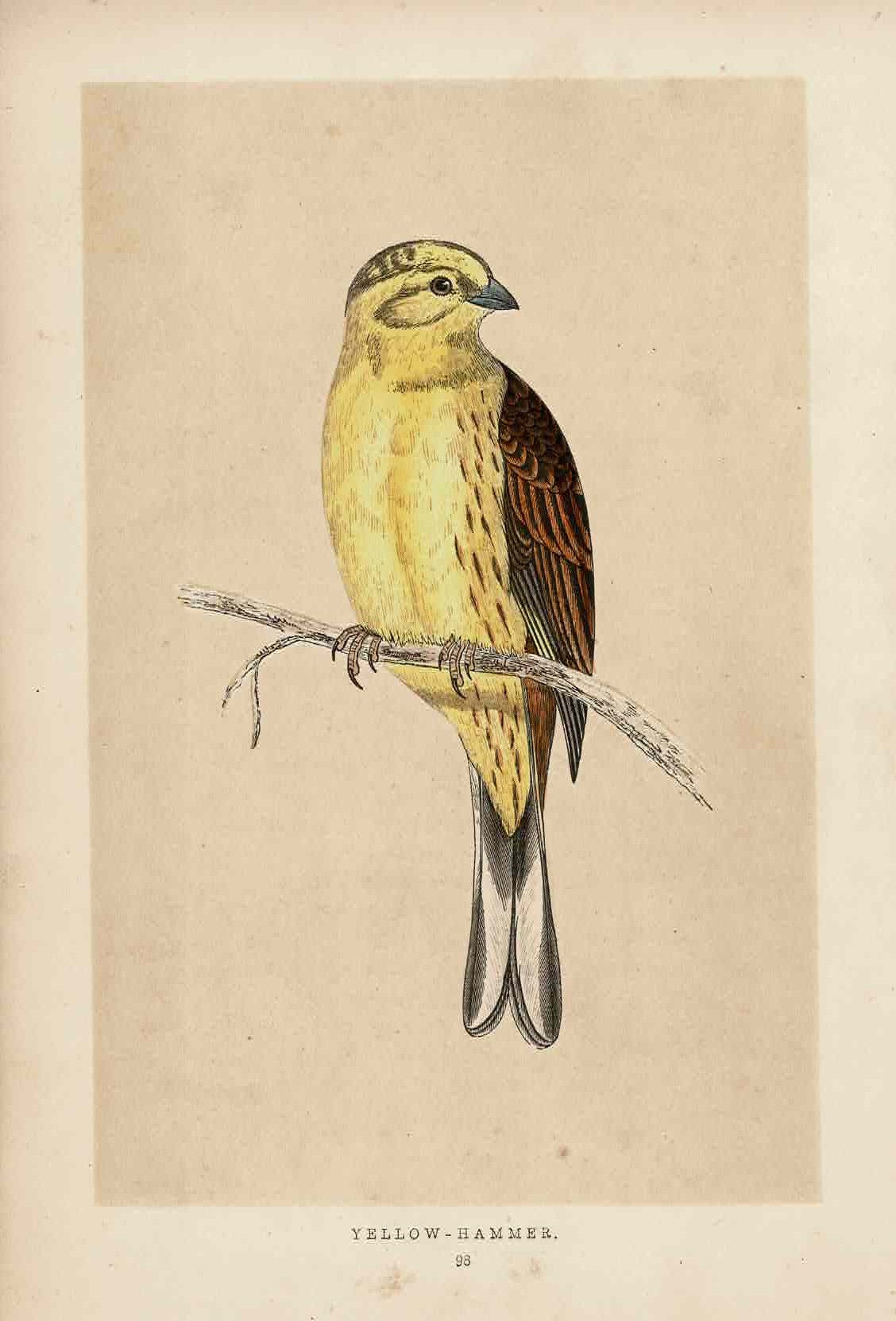 Yellow-Hammer antique print published 1891