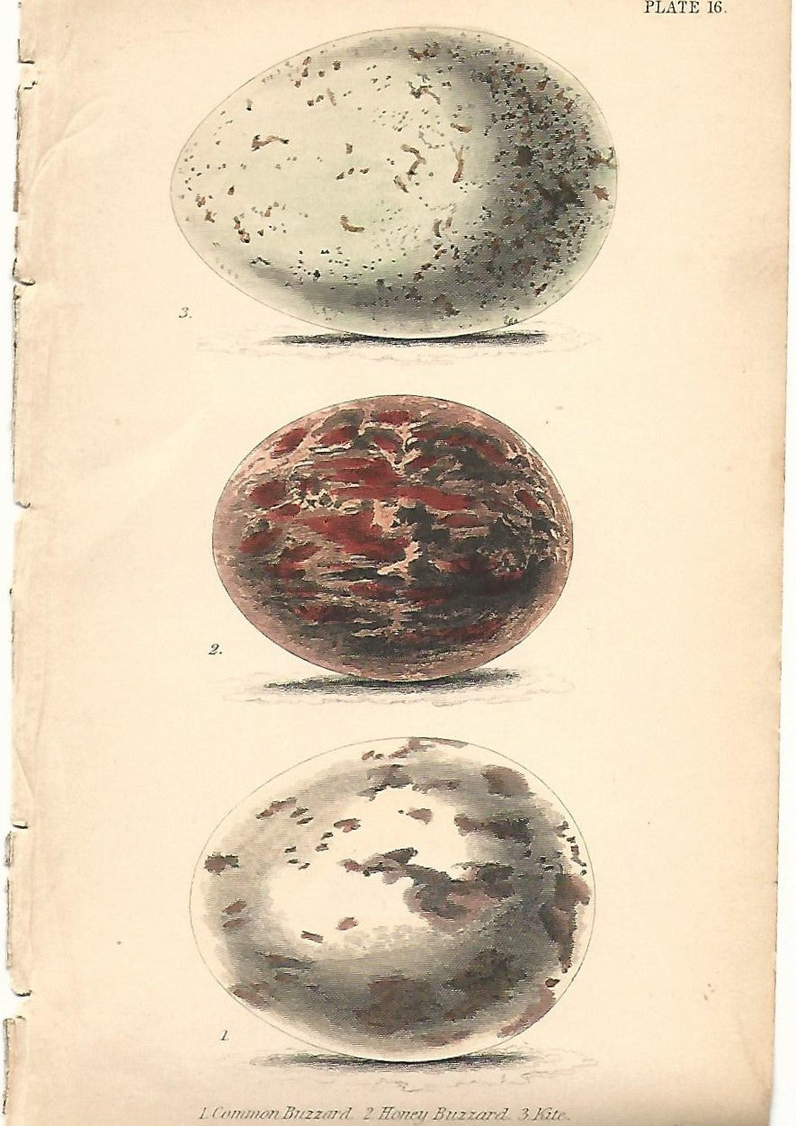 Common Buzzard, Merlin and Sparrow Hawk eggs antique print 1838
