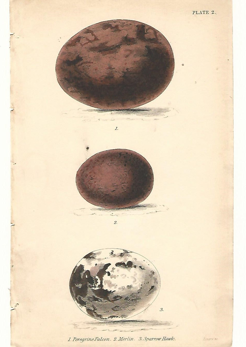 Peregrine Falcon, Merlin and Sparrow Hawk eggs  antique print 1838