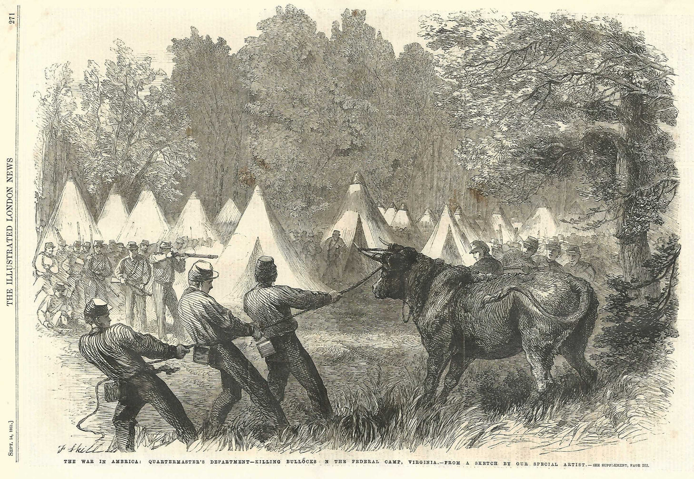 American Civil War Quartermasters killing bullocks in Virginia 1861