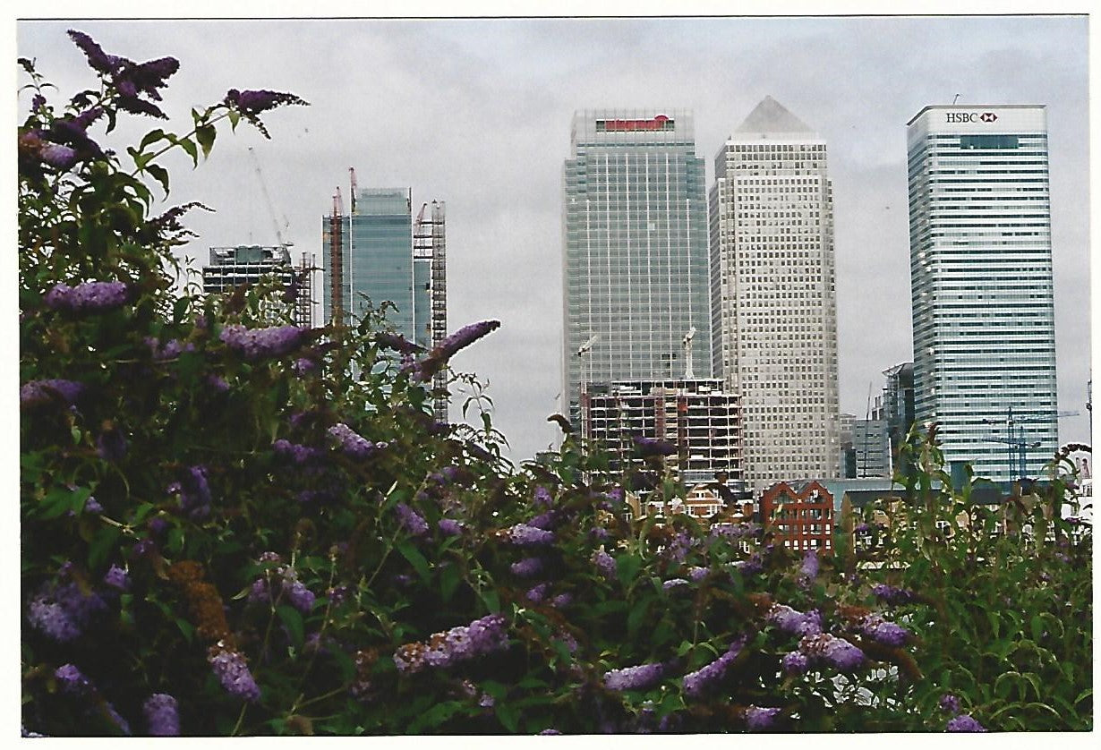 Buddleia and Canary Wharf photograph by Reginald Beer