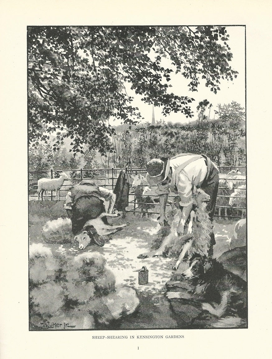 Kensington Gardens sheep shearing antique print 1893
