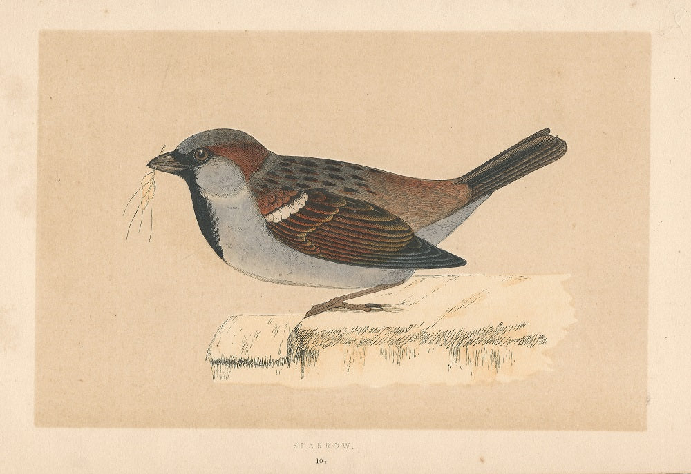 Sparrow antique print published c.1880