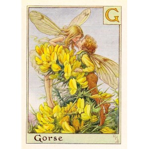 Gorse Alphabet Flower Fairy original vintage print for sale