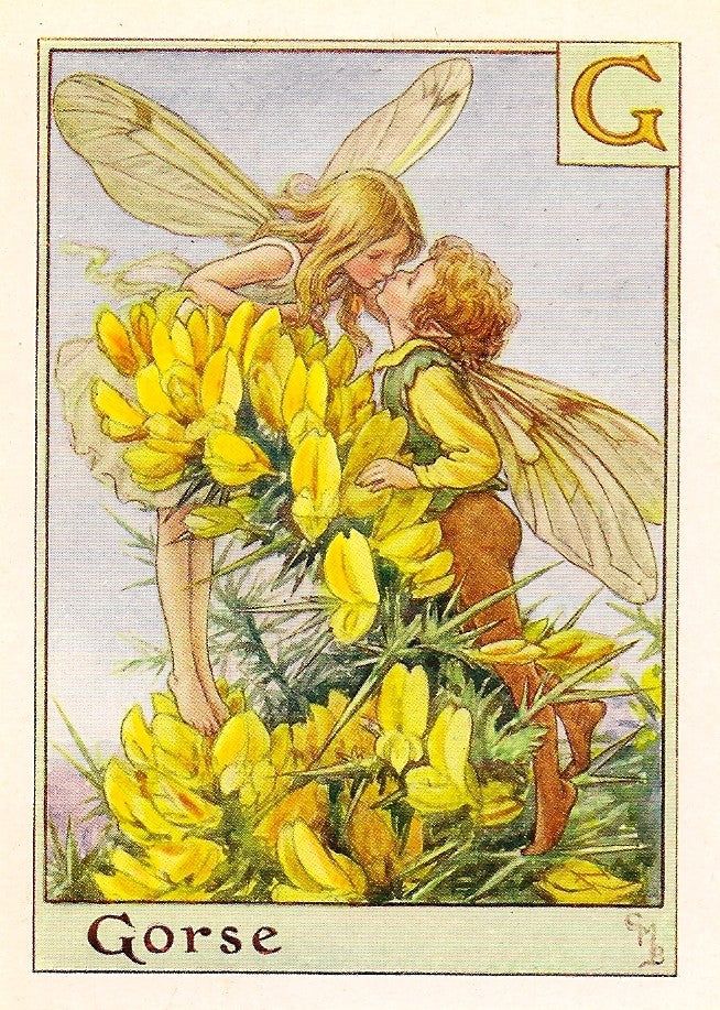 Gorse Alphabet Flower Fairy original vintage print for sale