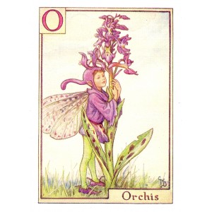 Orchis Alphabet Flower Fairy guaranteed vintage print