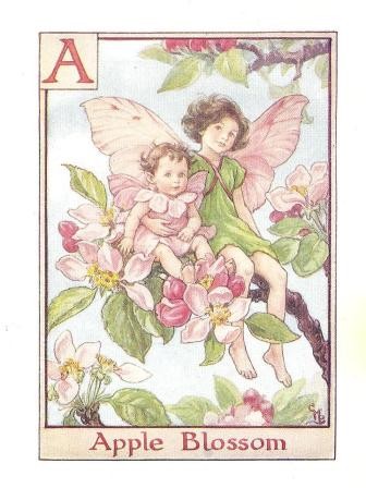 Apple Blossom flower fairy original vintage print