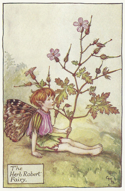 Herb Robert Flower Fairy guaranteed original vintage print for sale