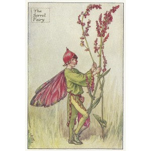 Sorrel Flower Fairy guaranteed original vintage print