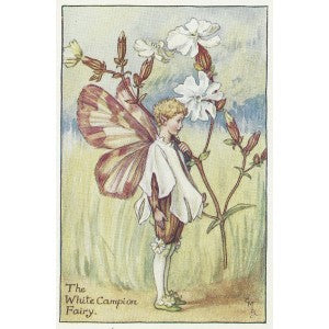 White Campion Flower Fairy guaranteed original vintage print for sale