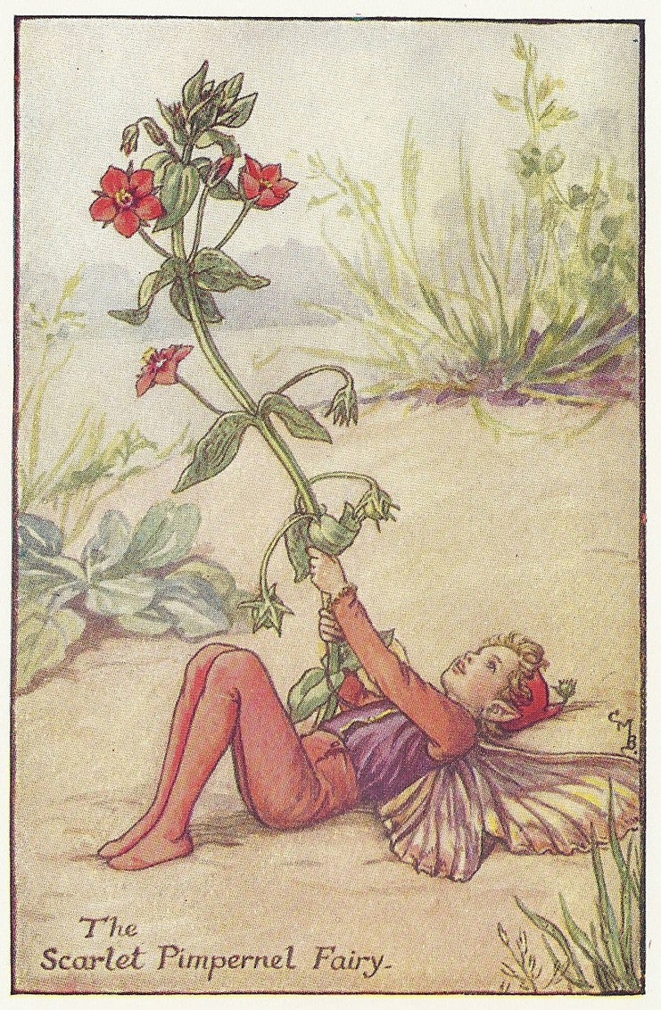 Scarlet Pimpernel Flower Fairy guaranteed original vintage print