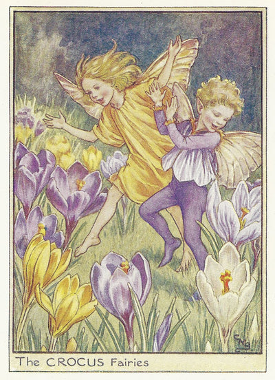 Crocus Flower Fairy guaranteed vintage print for sale