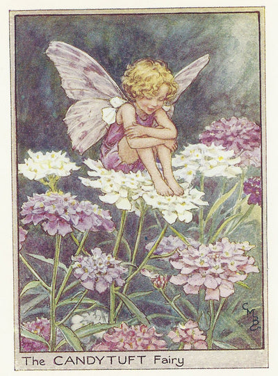Flower Fairies of the Garden Candytuft Fairy guaranteed vintage print