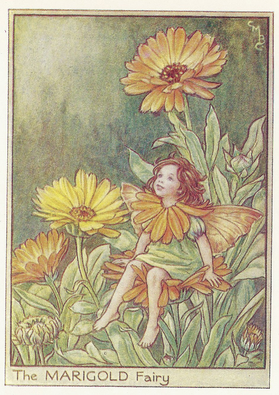 Marigold Fairy Flower Fairies original old print