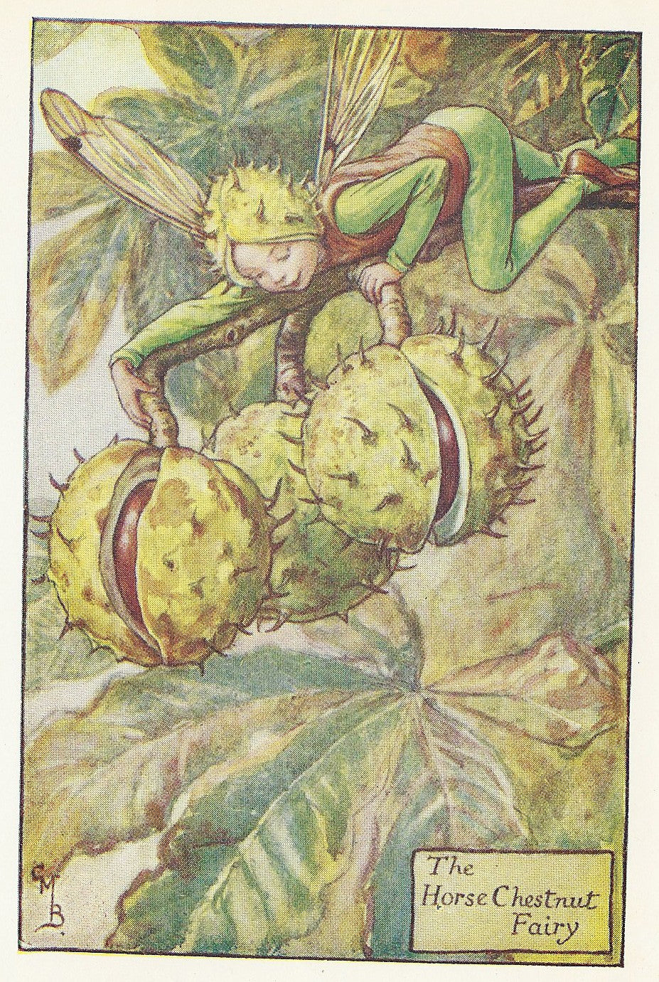 Conkers Horse Chestnut Flower Fairy guaranteed original vintage print – Maps and Antique Prints