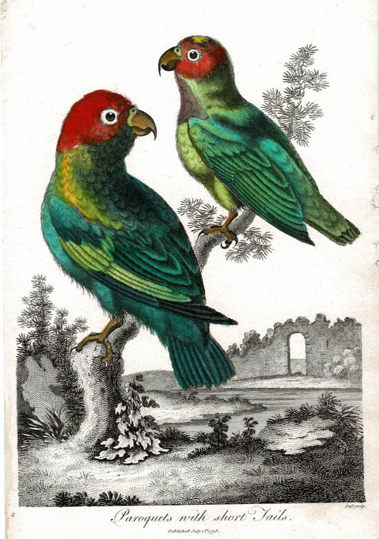 Paroquets Parakeets with short tails antique print 1798