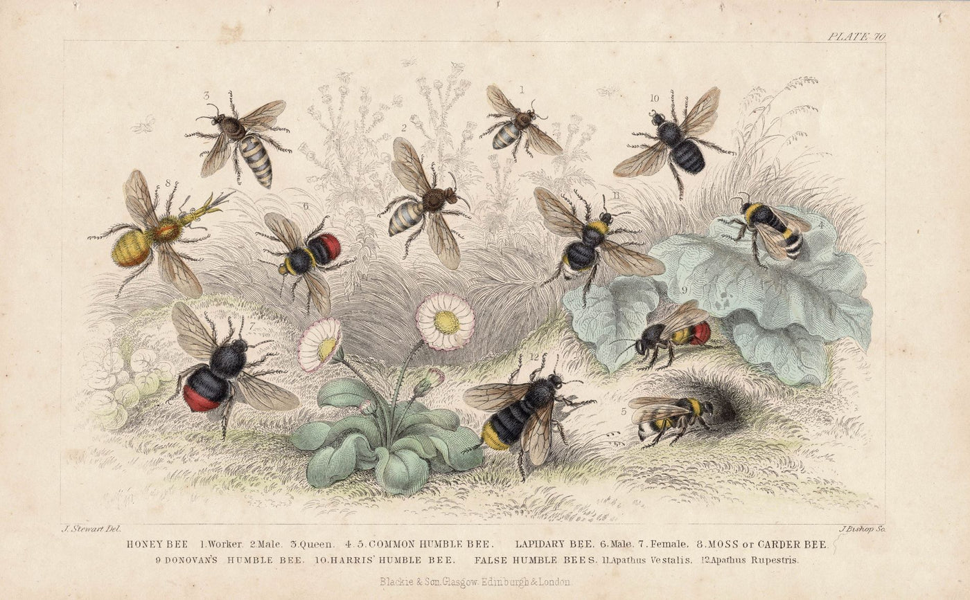 Bees antique print from Goldsmith's 'Animated Nature...'