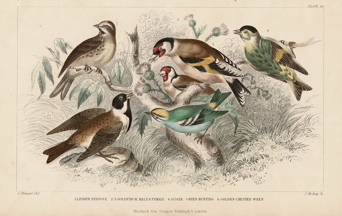 Birds antique print published 1862