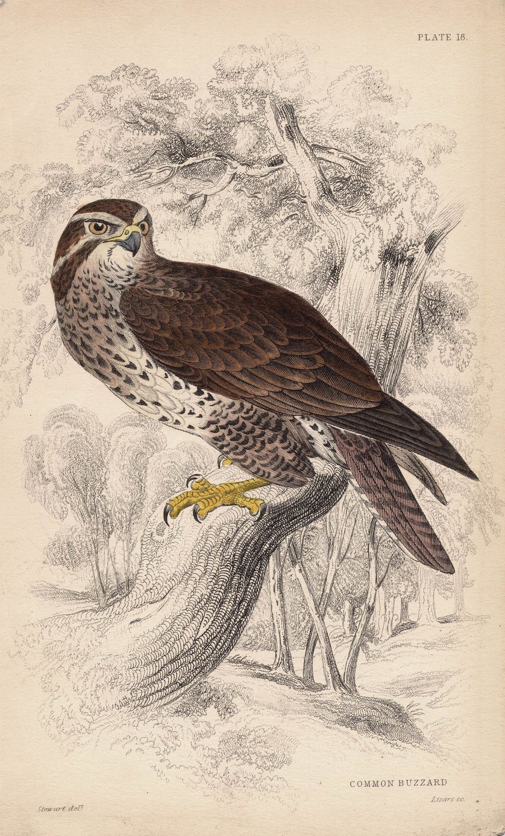 Buzzard antique print 1838