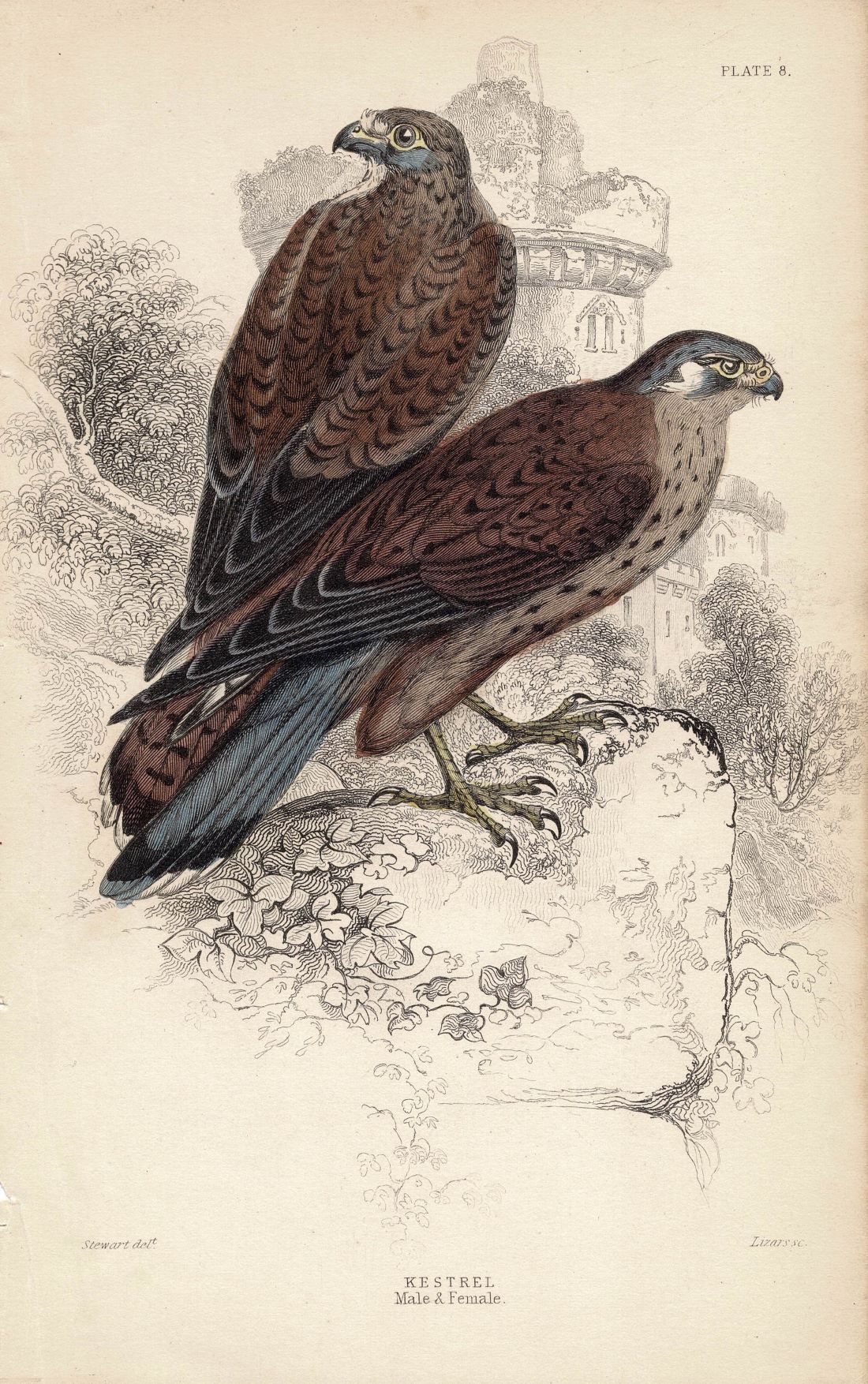 Kestrel antique print 1838