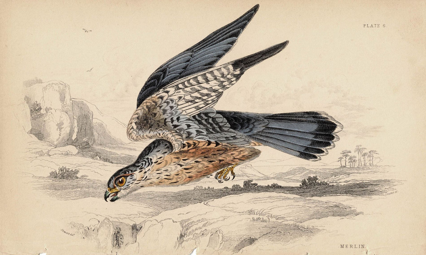 Merlin antique print 1838