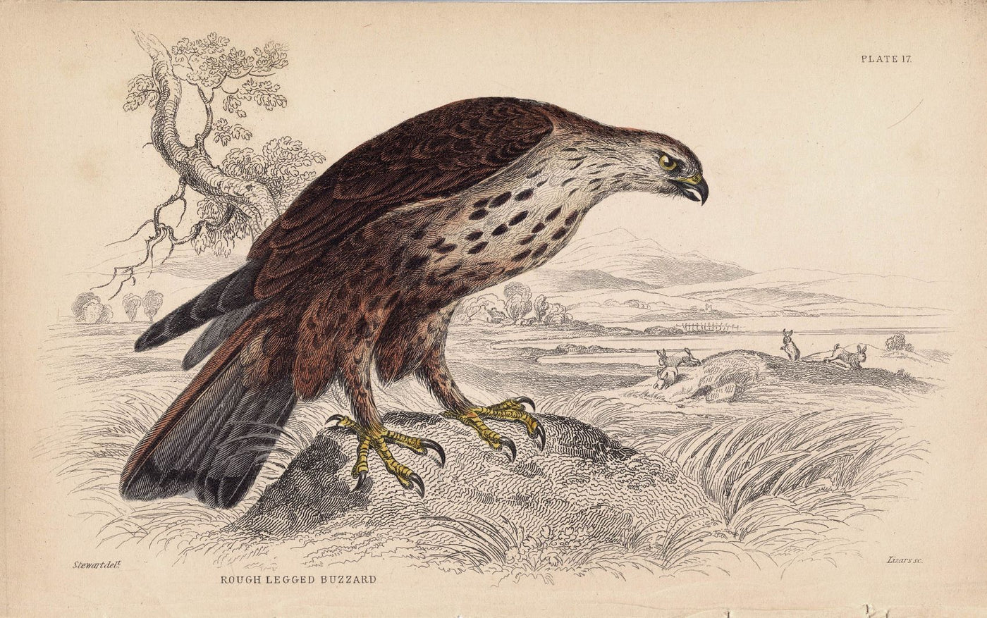 Rough Legged Buzzard antique print 1838