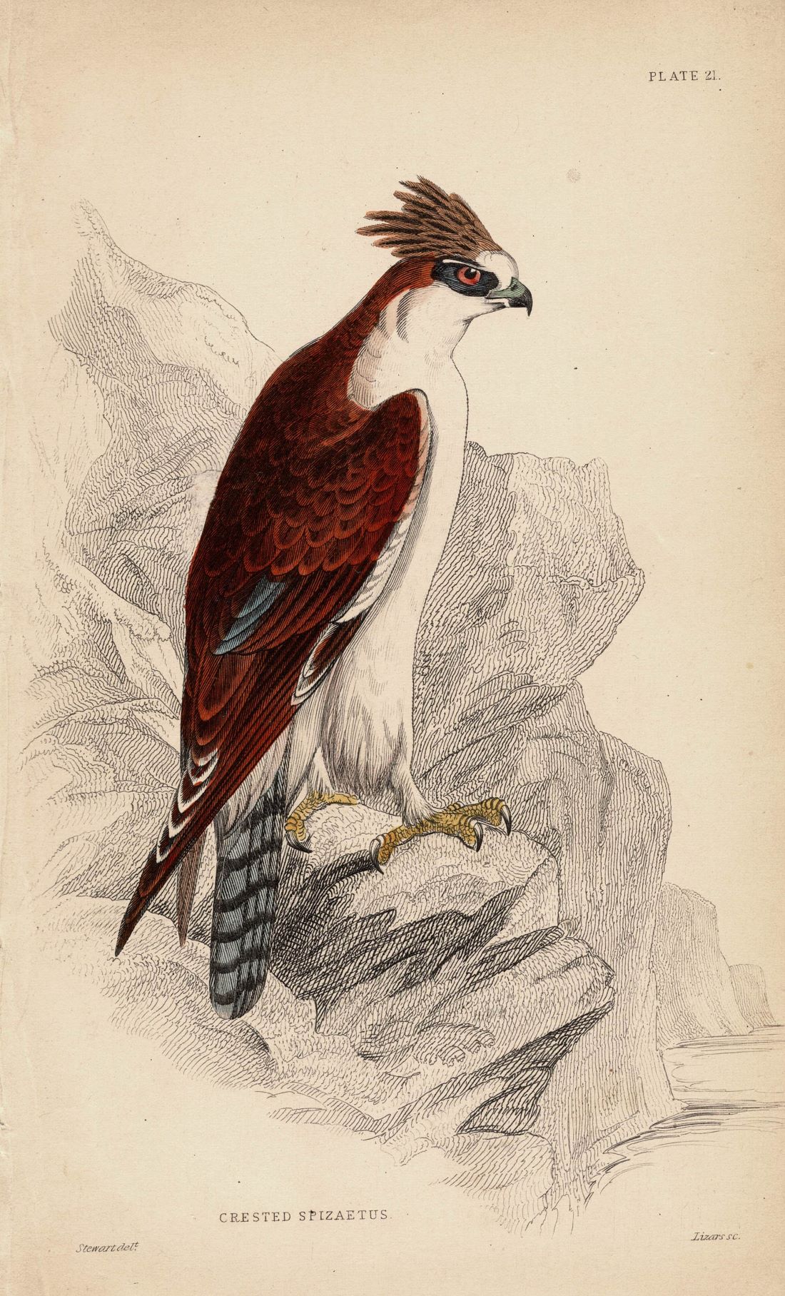 Crested Spizaetus antique print 1838